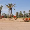 visiter-palmeraie-marrakech-e1548761064886